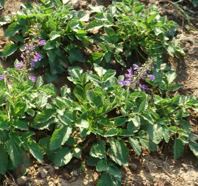 致富种植什么比较赚大钱_致富种植养殖_种植致富经