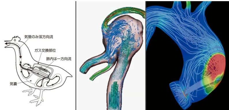 案例分析 | 从工程学角度预测血管和气管的流量并研究生物的图2