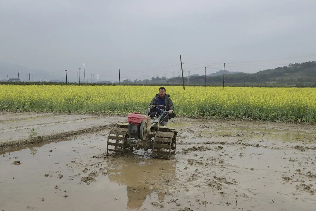 象州:20万亩早稻育秧工作正有序推进 - 象州要闻 - 广西来宾象州县