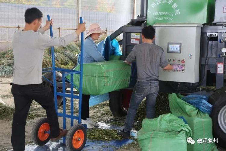 太好了！象州甘蔗尾“变废为宝”，助农增收又环保