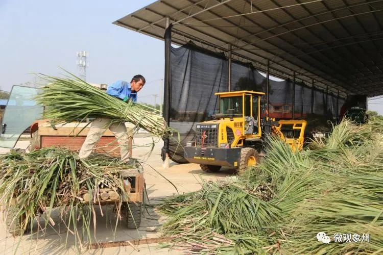 太好了！象州甘蔗尾“变废为宝”，助农增收又环保