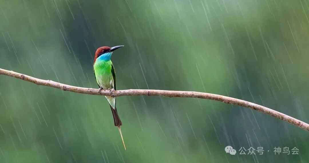 红安七里坪：镜头里的生态与生机