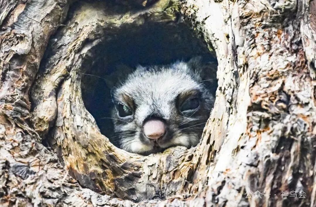 大快朵颐：神农架2025年6月鸟讯