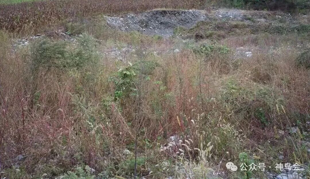 林区新鸟：叽喳柳莺