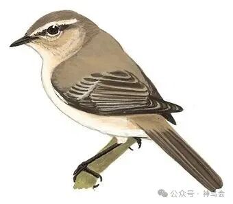 林区新鸟：叽喳柳莺