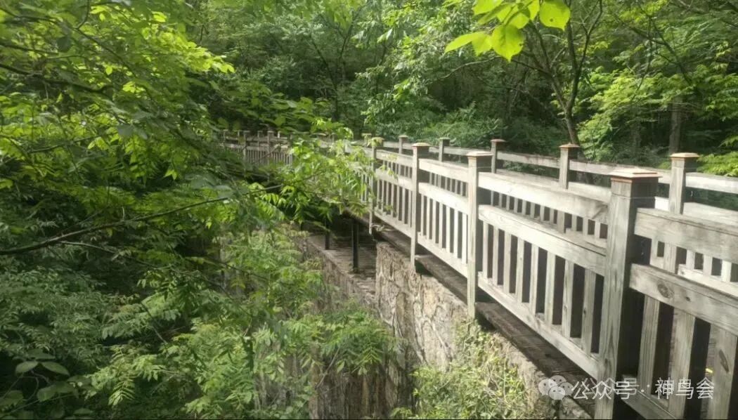 今日送郎山：灵蛇求偶+神奇的鸟