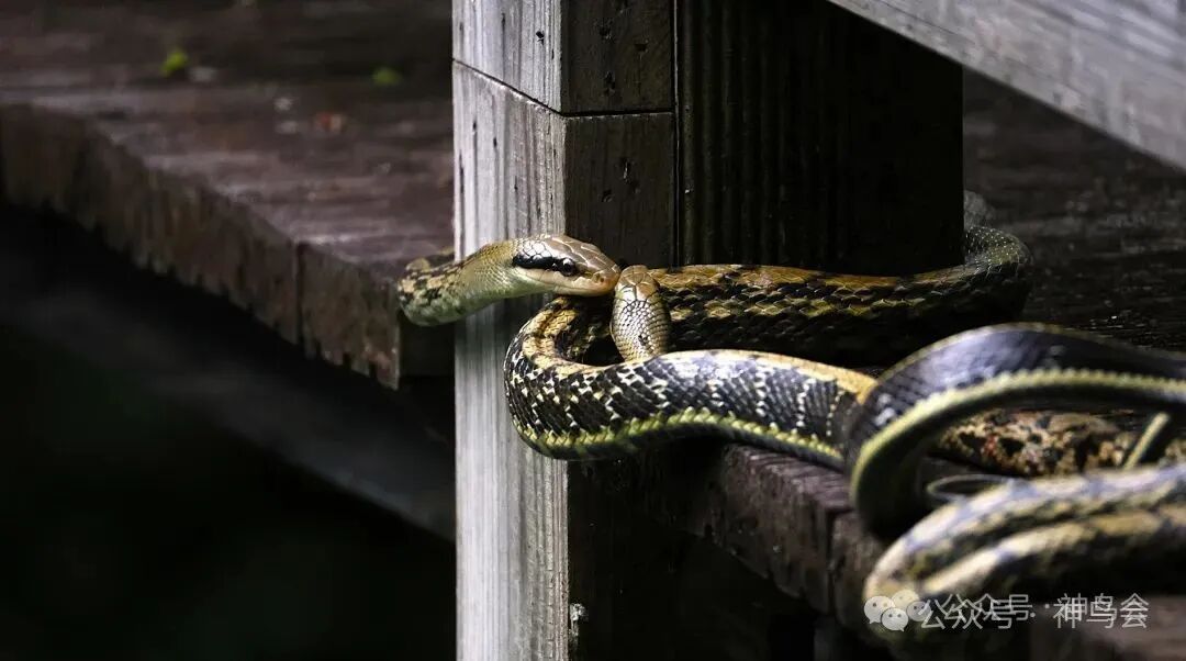 今日送郎山：灵蛇求偶+神奇的鸟