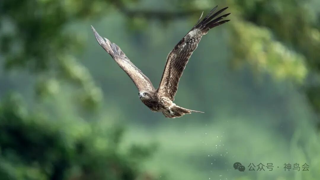 红安七里坪：镜头里的生态与生机