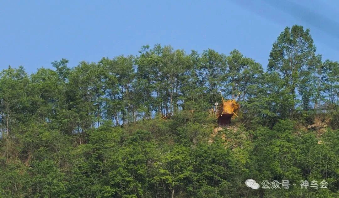 林海雀跃：神农架2025年5月鸟讯