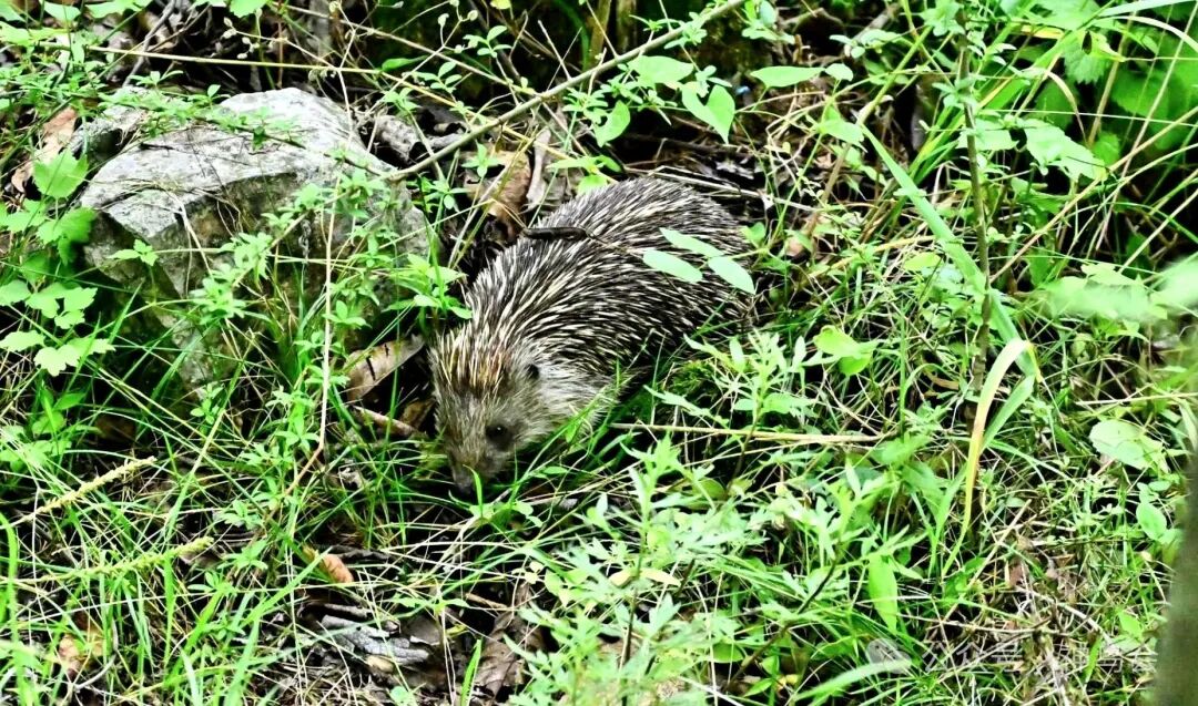 大快朵颐：神农架2025年6月鸟讯
