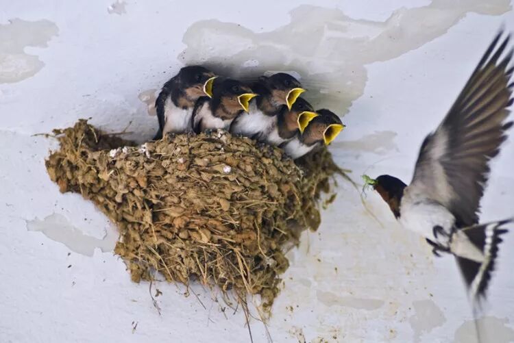 【周公解梦】梦见各种动物有什么寓意？