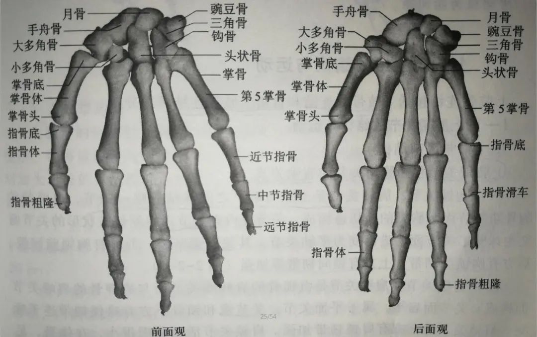 上肢骨（锁骨、肩胛骨、肱骨、尺骨、桡骨、手骨）的位置形态及表面标志