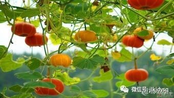 用自己的房产  投资入股  开办公司,税收怎么缴?