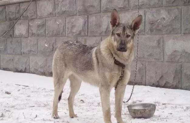 中国第一猛犬 被比作中国掏肛兽 专杀日本狼青 犬中封喉王 小小爱萌宠 微信公众号文章阅读 Wemp