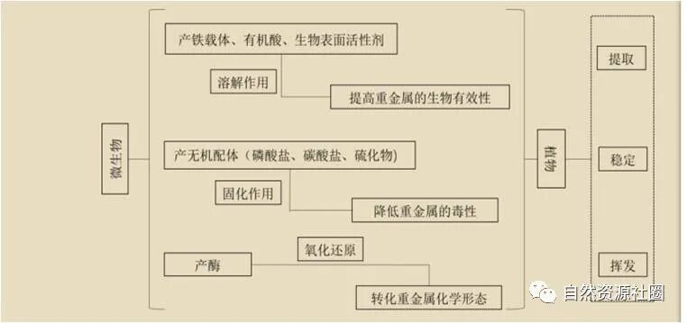 矿山污染土壤修复技术与实践的图4