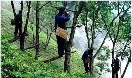 生漆为何被誉为国漆？红木家具用生漆有什么好处？