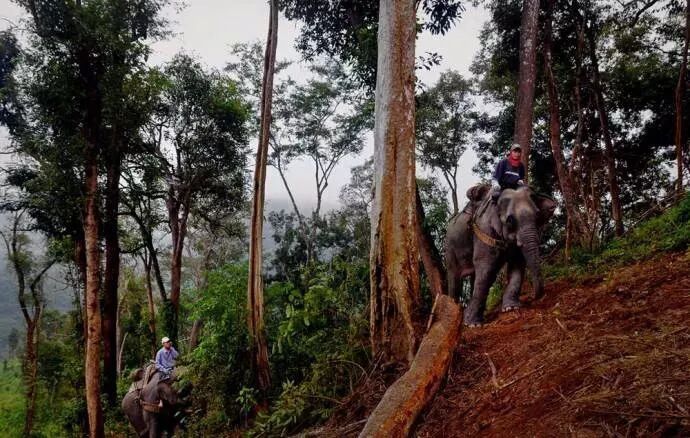 大红酸枝 | 好料难得，百万/吨