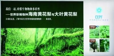 谁才是大叶黄花梨：伯利兹黄檀？长叶鹊肾？