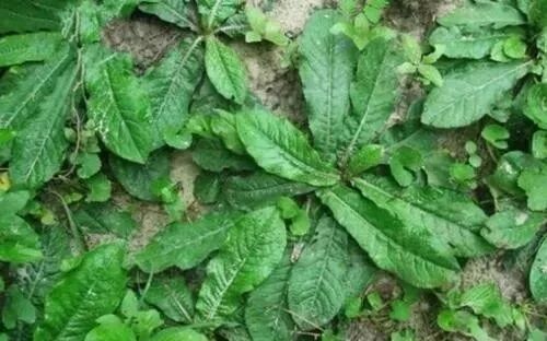 农村随处可见的苦地胆是消炎 抗癌的中药 堪称 土人参 健康小智慧呀 微信公众号文章阅读 Wemp