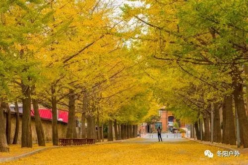 深秋时节哪里去，旅顺太阳沟赏金黄秋叶开心一日游