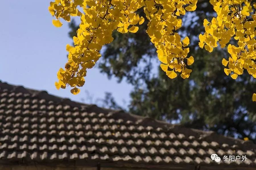 深秋时节哪里去，旅顺太阳沟赏金黄秋叶开心一日游