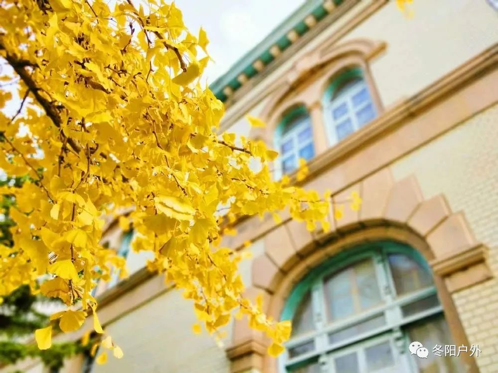 深秋时节哪里去，旅顺太阳沟赏金黄秋叶开心一日游