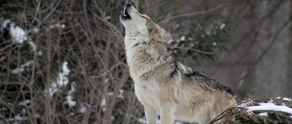 “由硬变软”的华为，正在黯然退出手机行业｜2021中国智能手机沉浮录