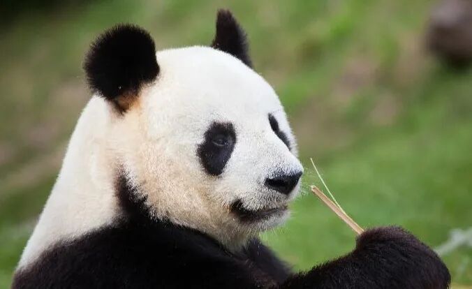 成都游玩攻略（必看）