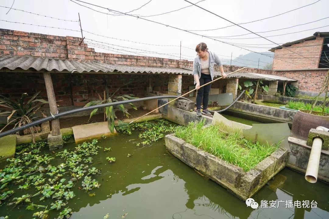 致富经养乌龟_致富经养龟_养龟致富视频