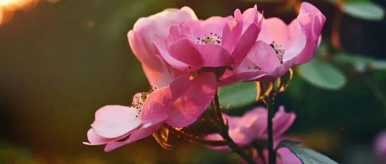 优雅的声音能为你赚钱，在家就能录音搞副业！