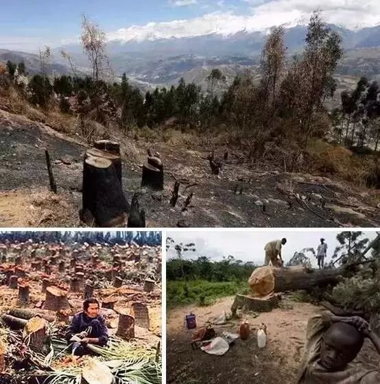 即便经济行情再不景气，缅花的涨价仍势不可挡