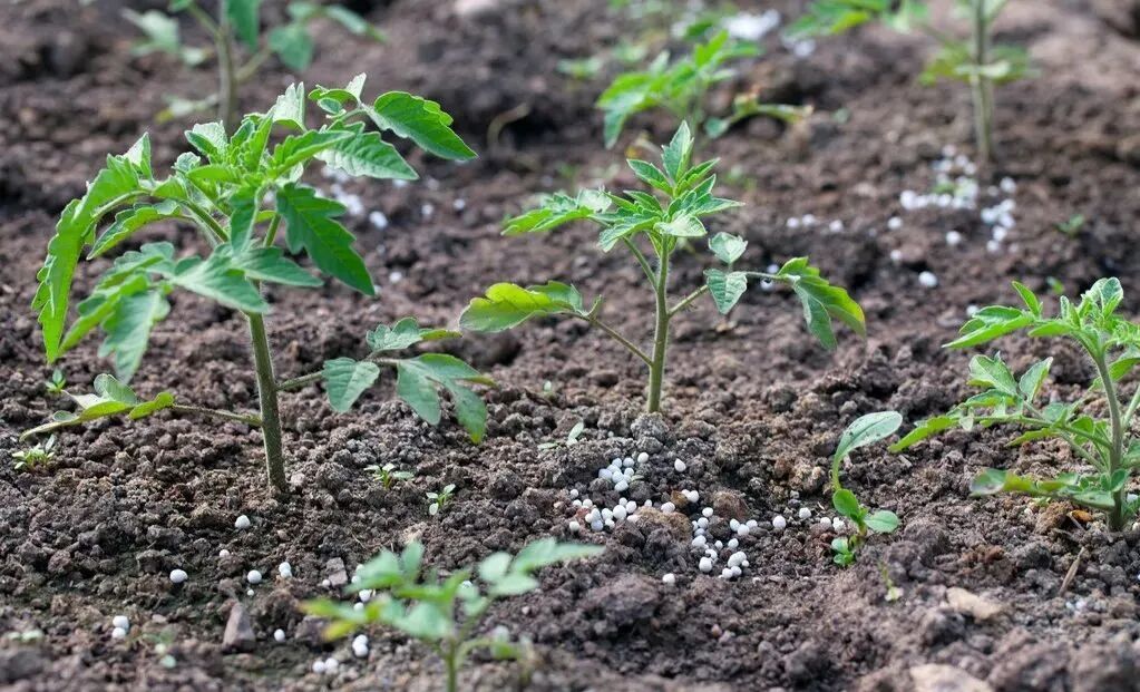 日光温室番茄种植方法,详细大全,种植户建议收藏_栽培