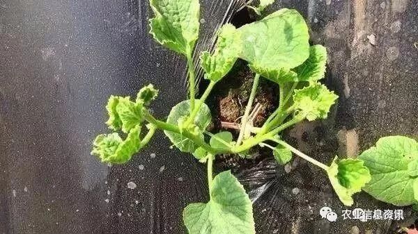 减产70%，严重拔秧，植物的“癌症”病毒病凭啥这么猖獗？ -农资与市场官网