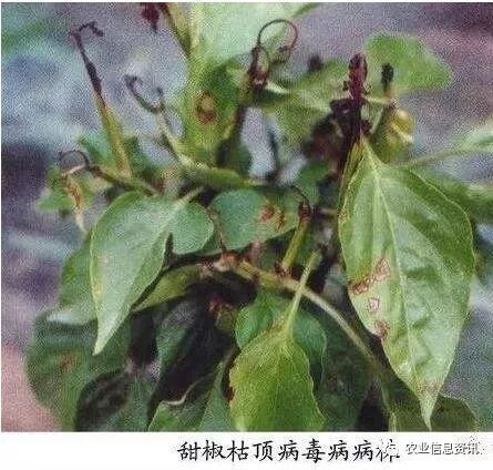 减产70%，严重拔秧，植物的“癌症”病毒病凭啥这么猖獗？ -农资与市场官网