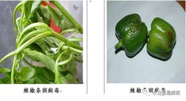 减产70%，严重拔秧，植物的“癌症”病毒病凭啥这么猖獗？ -农资与市场官网