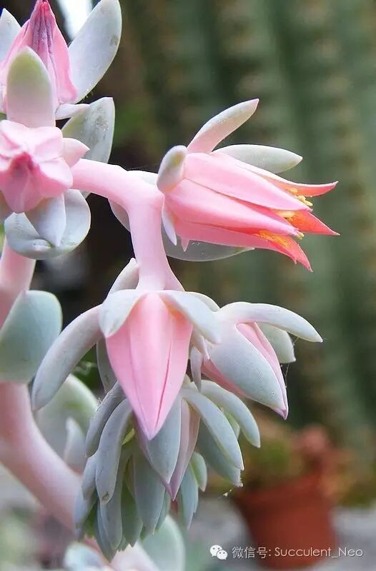 一肉之味——白凤