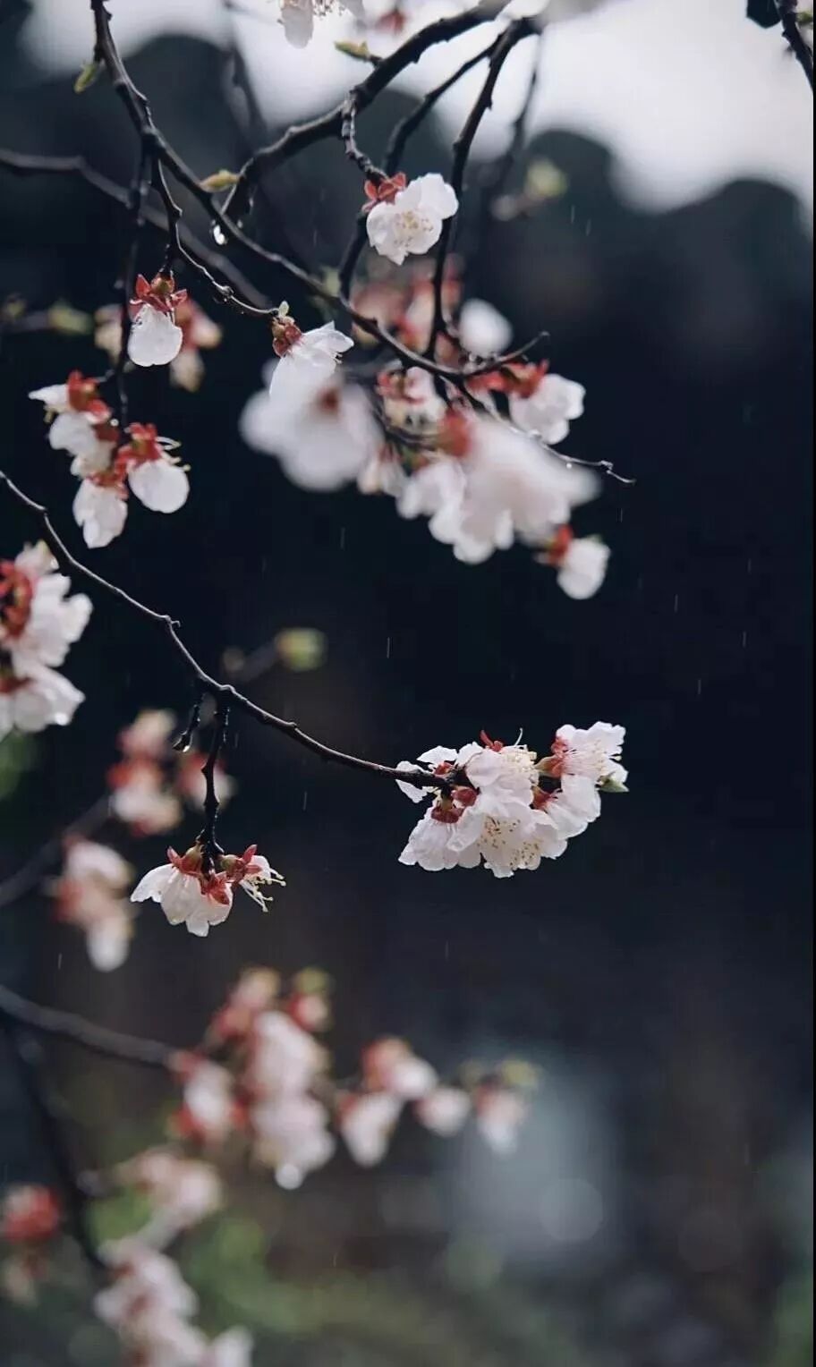 人生如茶须慢品，岁月似歌要静听