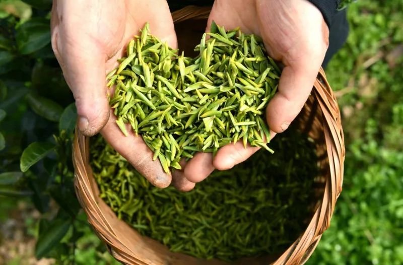 春茶是宝，秋茶尚好，冬茶是草。