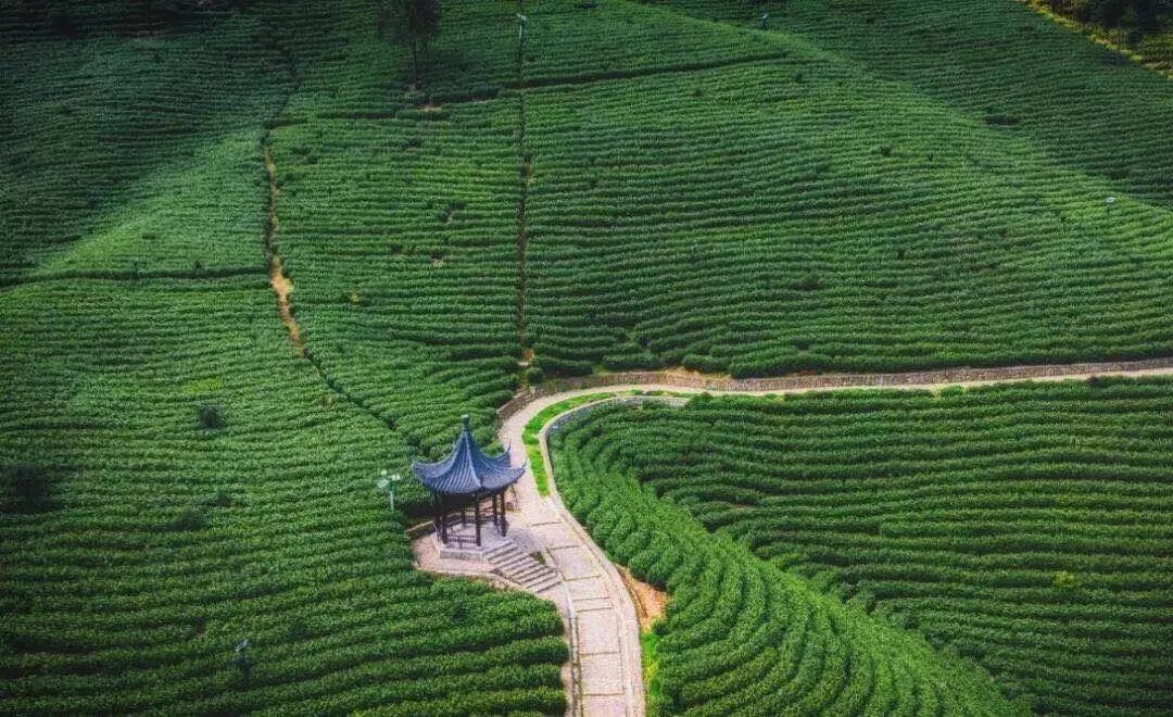 这五款香气逼人的中国茶，你知道吗？