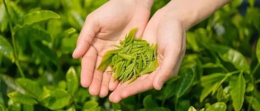 多喝茶，少吃药