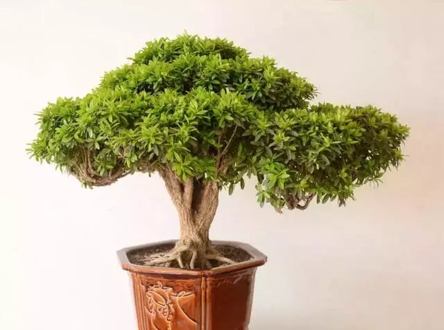 松树的寓意象征是什么 各类常见盆景，所代表的寓意