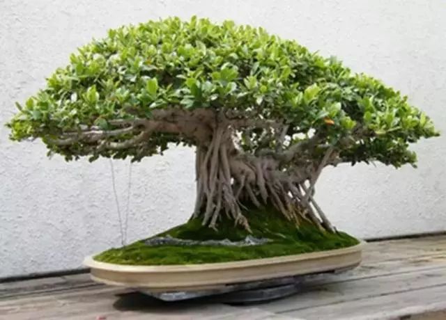 松树的寓意象征是什么_松树象征什么样的人_松树用来象征什么人