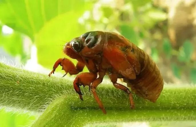 砀山爬拉猴供应徐州,但徐州人大呼吃不起!原因是.