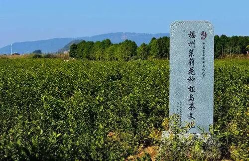 窨制_花茶窨制_花茶窨制技术 论文