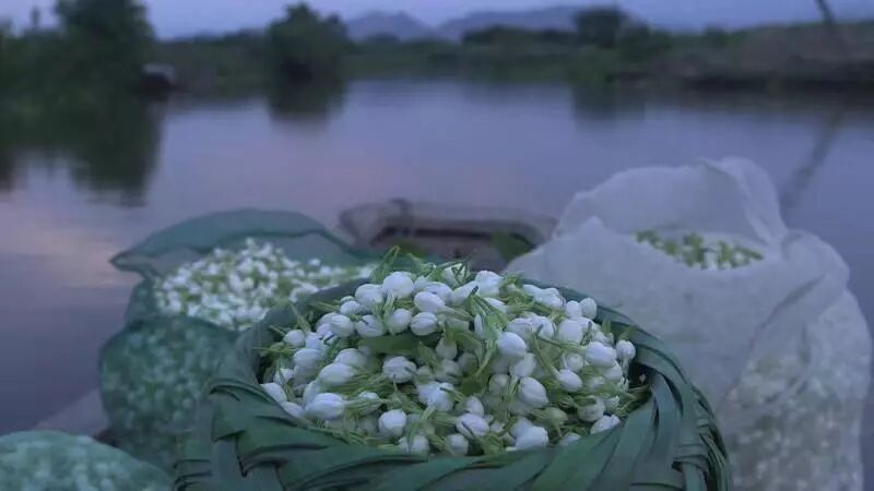 窨制_花茶窨制技术 论文_花茶窨制