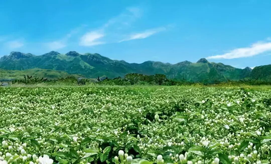窨制_花茶窨制技术 论文_花茶窨制