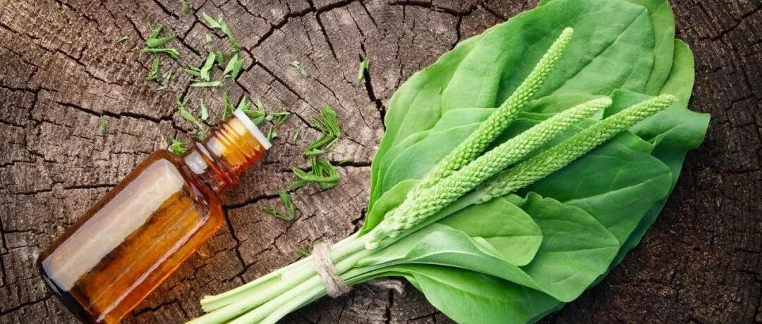 夏天必吃救命菜，清凉解毒、明目消炎，还不花一分钱！