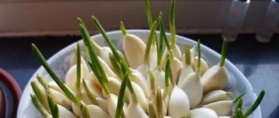 发芽食物有毒不能吃？这两种食物比土豆更惊人，营养更翻倍