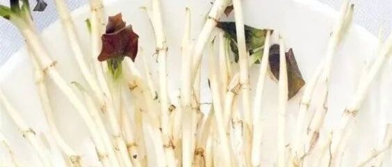 这几种难吃的菜反而让你健康10倍，第一个就惊呆了~