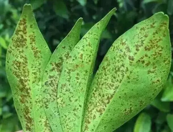 40条柑橘病虫害的顺口溜-农资与市场官网